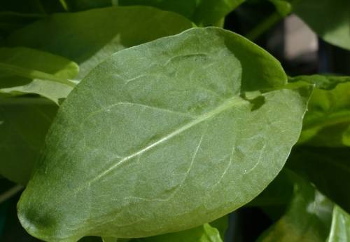 Leaf of sorrel