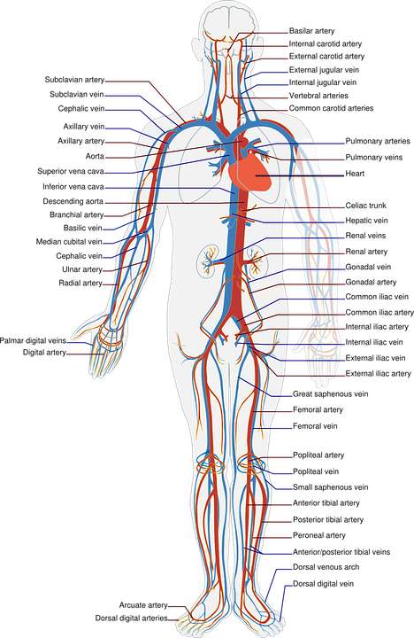 Blood vessels and circulation