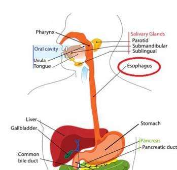 Digestive and esophagus