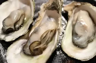 Raw Oysters During Pregnancy