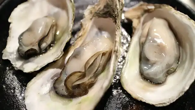 Raw Oysters During Pregnancy