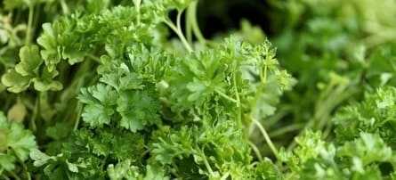 Can you eat parsley when pregnant