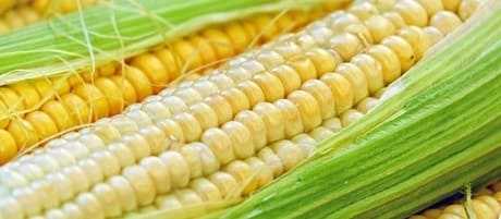 Corn during pregnancy