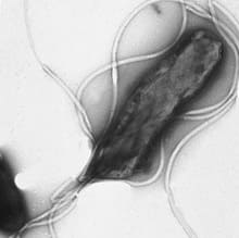 H. Pylori bacteria