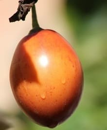 Tree tomato
