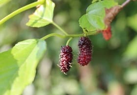 Red mulberry on the tree