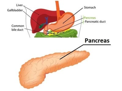 Stomach intestinal tract and pancreas