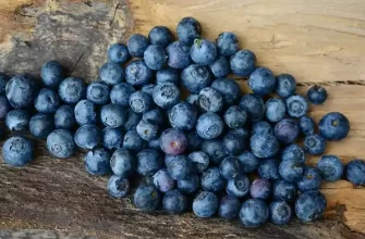 Blueberries for the Stomach